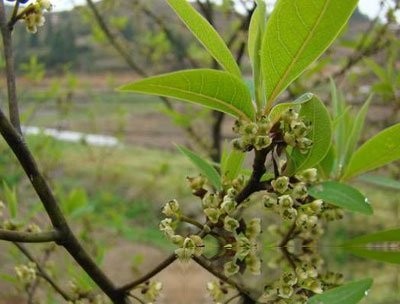 荜澄茄图片