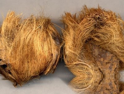 大腹皮的功效与作用