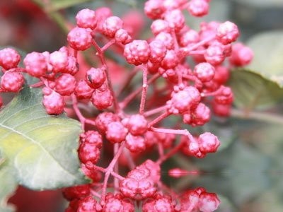 花椒的功效与作用