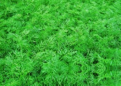 小茴香图片