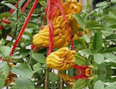 佛手的功效与作用