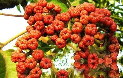 吴茱萸的功效与作用