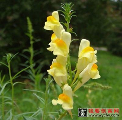 柳穿鱼的功效与作用