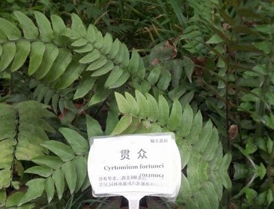 贯众图片