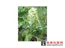 忽布筋骨草