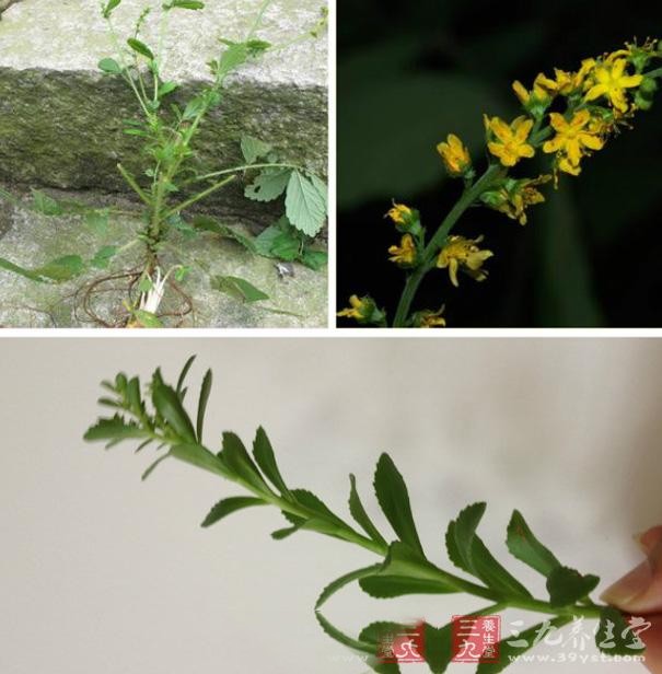 仙鹤草图片