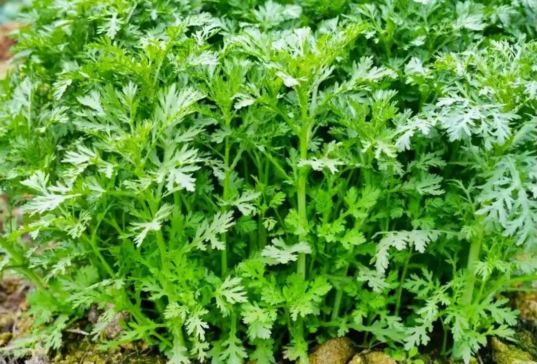 茼蒿属于寒性蔬菜吗？