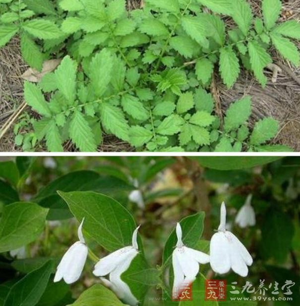 仙鹤草图片