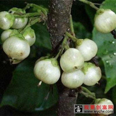 水枇杷