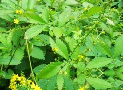 鹤草芽图片