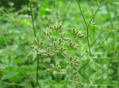 鹤虱图片