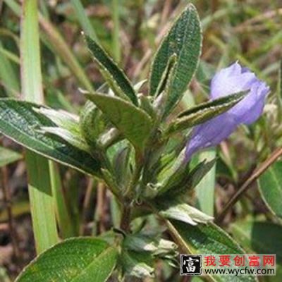 山一笼鸡