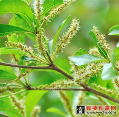 小叶枇杷