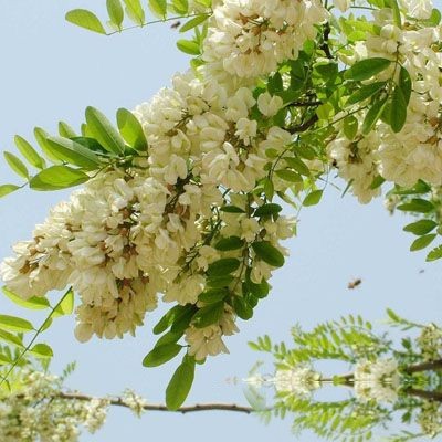 槐花的功效与作用
