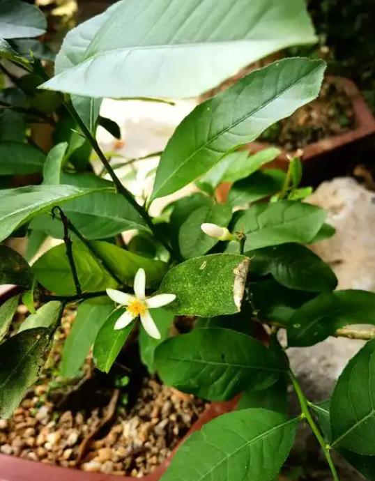 柠檬籽怎么种才能发芽结果?