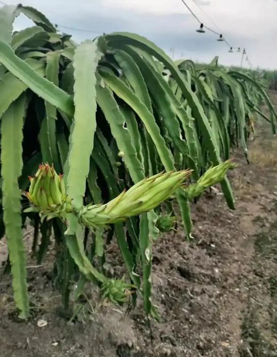 种植火龙果用什么肥料最好?