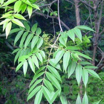 干漆的功效与作用