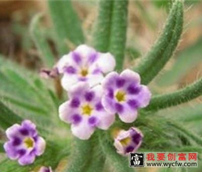 紫筒草根的功效与作用