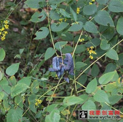 猫儿屎的功效与作用