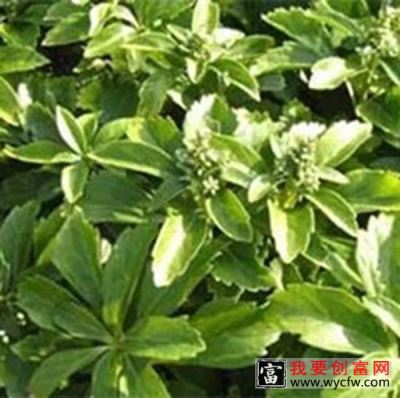 三角咪的功效与作用