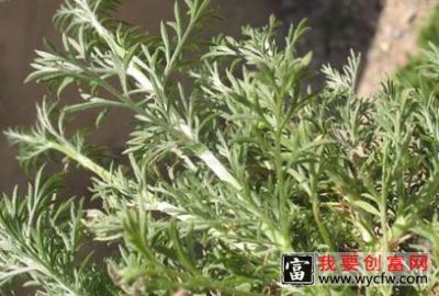 茵陈蒿的功效与作用