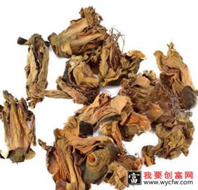 红铁泡刺的功效与作用