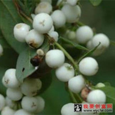 残槁蔃的功效与作用
