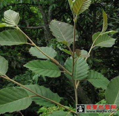 亮叶桦根的功效与作用