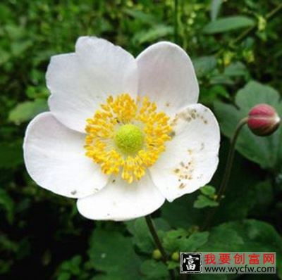 打破碗花花的功效与作用