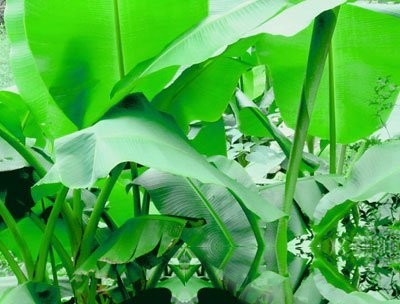白附子的功效与作用