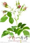 玫瑰花茶9