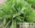 蓍草1