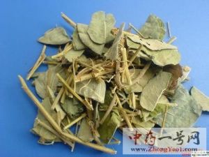 金钱草的功效与作用-用法及别名-金钱草图片