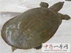 甲鱼