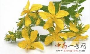 贯叶金丝桃的功效与作用-用法及别名-贯叶金丝桃图片