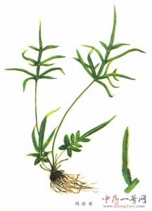凤尾草图谱