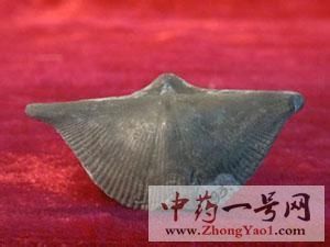 石燕的功效与作用-用法及别名-石燕图片
