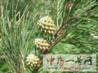 木贼叶木麻黄