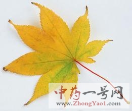 梧桐叶1