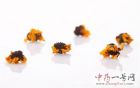 昆仑雪菊6