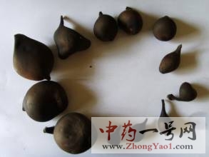 乌灵参的功效与作用-用法及别名-乌灵参图片