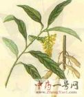 黄花倒水莲2