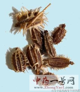 南鹤虱的功效与作用-用法及别名-南鹤虱图片