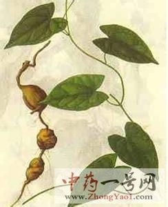 金果榄