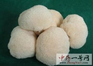 猴头菇的功效与作用-用法及别名-猴头菇图片