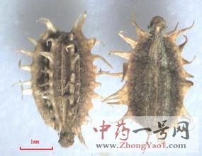 南鹤虱4