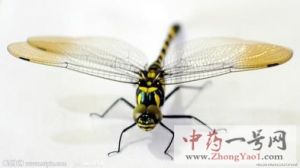 蜻蜓3
