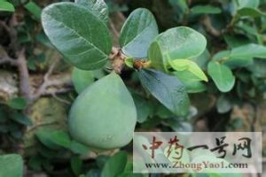 薜荔果 薜荔果