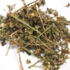 赶黄草3