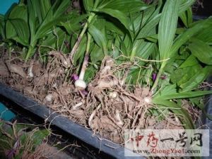 白芨
